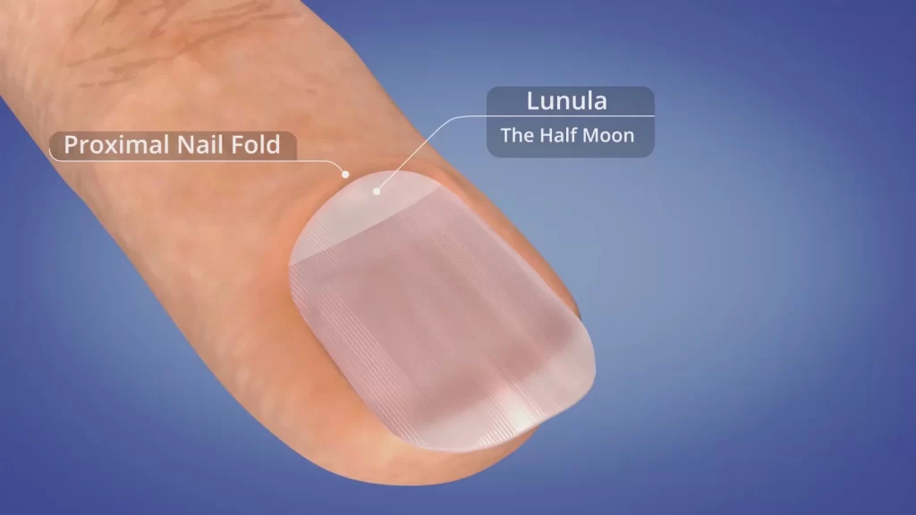 lunula tcm