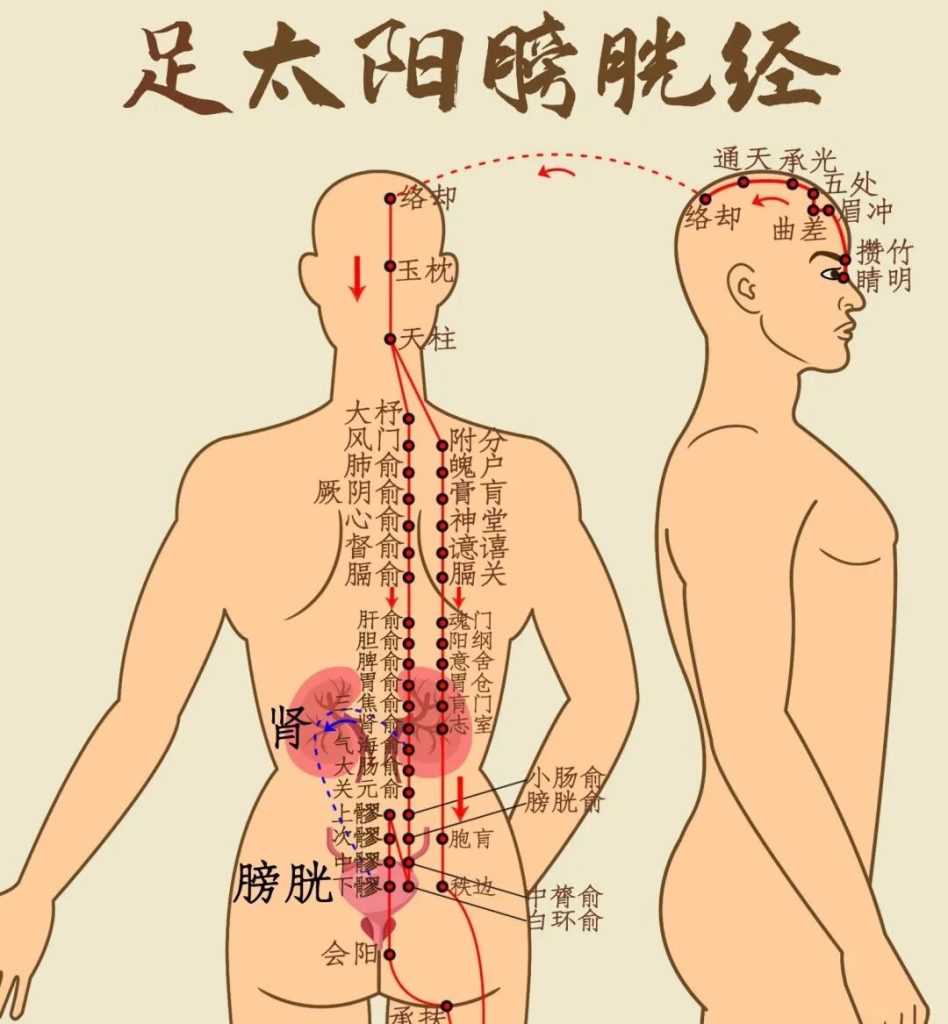 Bladder Meridian tcm